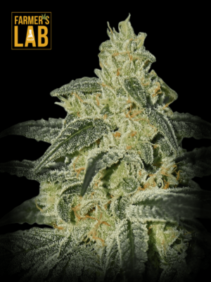 Farmer's lab Afghan Hash Plant Regular Seeds.